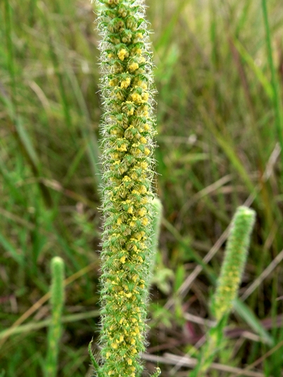 {Ambrosia bidentata}